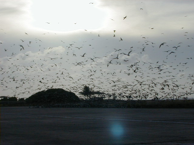 Sunset and the thousands of birds on Layang Layang